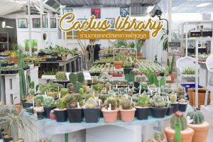 Cactus Library ร้านขายเคคตัสสุดคูลพร้อมคาเฟ่น่านั่ง