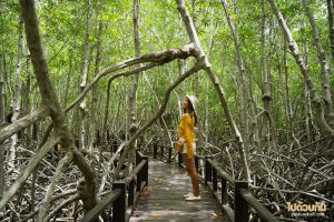 เส้นทางเดินศึกษาธรรมชาติป่าชายเลน วนอุทยานปราณบุรี