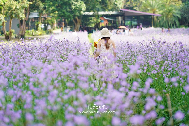 ทุ่งดอกหงอนนาค ปราจีนบุรี