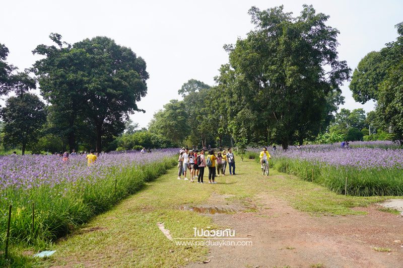 ทุ่งดอกหงอนนาค ปราจีนบุรี