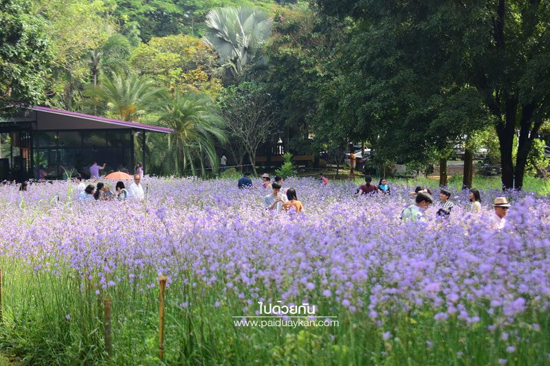 ทุ่งดอกหงอนนาค ปราจีนบุรี