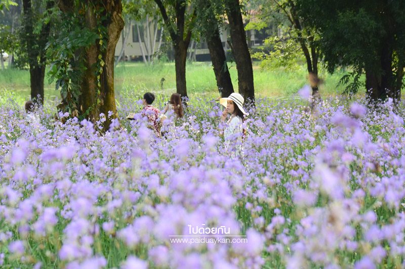 ทุ่งดอกหงอนนาค ปราจีนบุรี