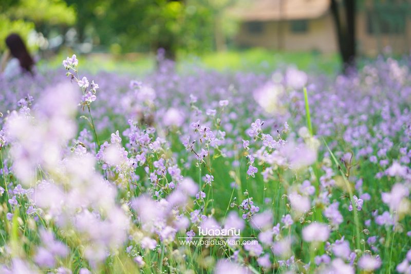 ทุ่งดอกหงอนนาค ปราจีนบุรี