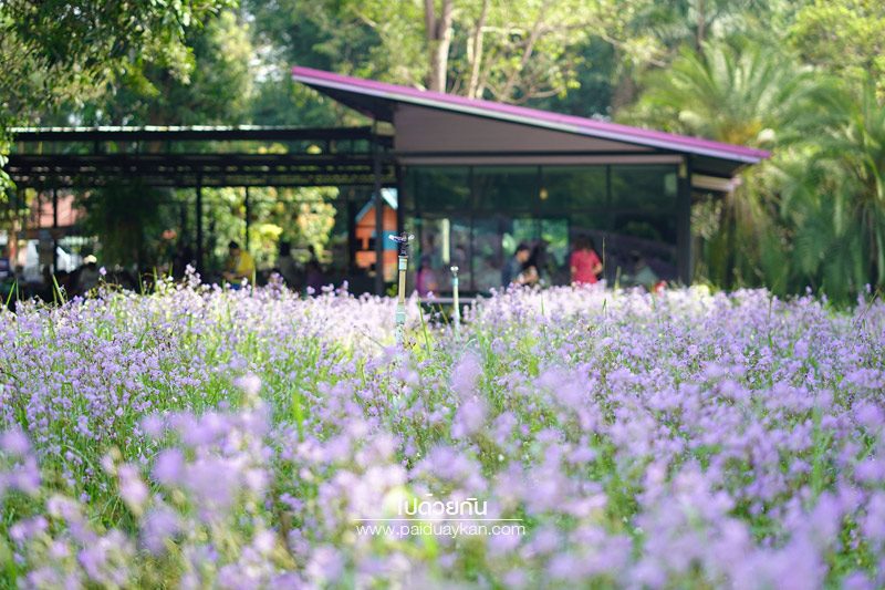 ทุ่งดอกหงอนนาค ปราจีนบุรี