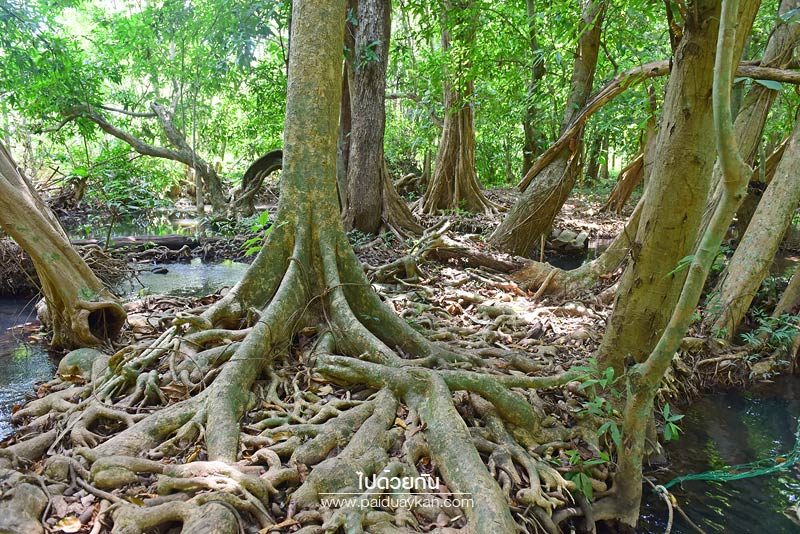 โฉ สวนน้ำธรรมชาติ 