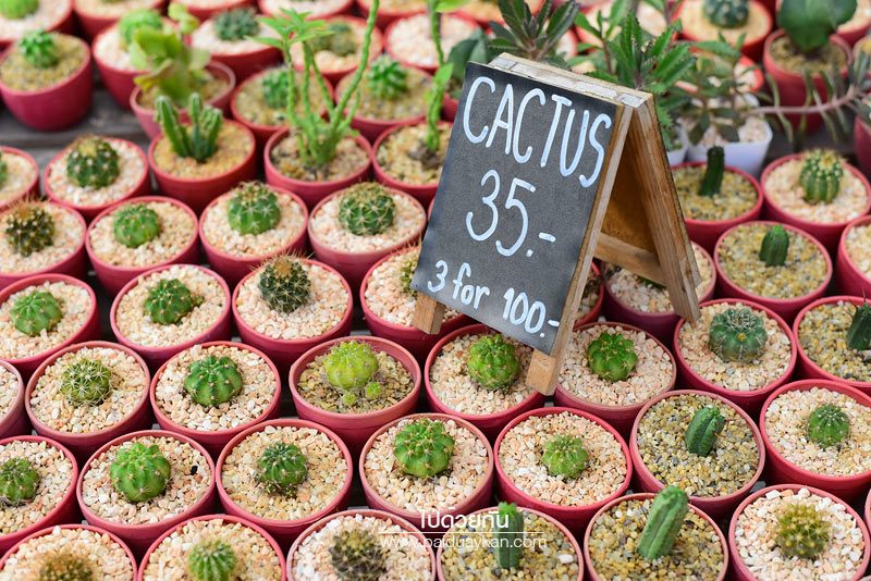 Cactus & Cup Café ลาซาล