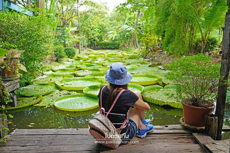 สวนมาลัยบัววิคทอเรีย บางบัวทอง 