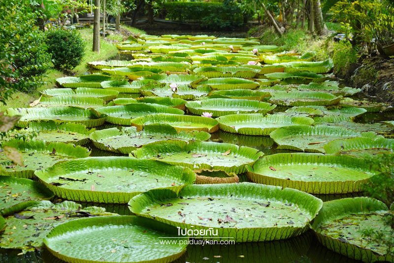 สวนมาลัยบัววิคทอเรีย บางบัวทอง 