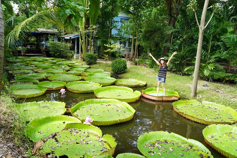 สวนมาลัยบัววิคทอเรีย บางบัวทอง 