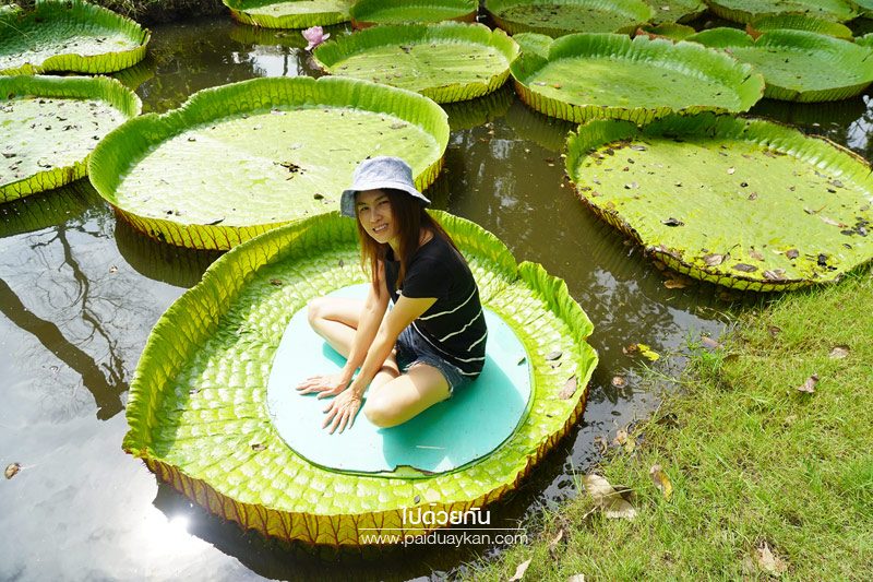 สวนมาลัยบัววิคทอเรีย บางบัวทอง 