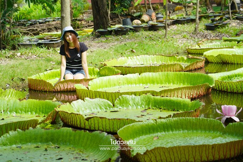 สวนมาลัยบัววิคทอเรีย บางบัวทอง 