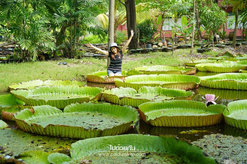 สวนมาลัยบัววิคทอเรีย บางบัวทอง 