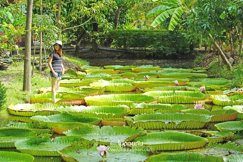 สวนมาลัยบัววิคทอเรีย บางบัวทอง 