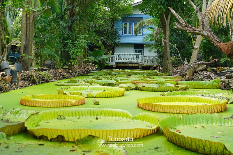 สวนมาลัยบัววิคทอเรีย บางบัวทอง 