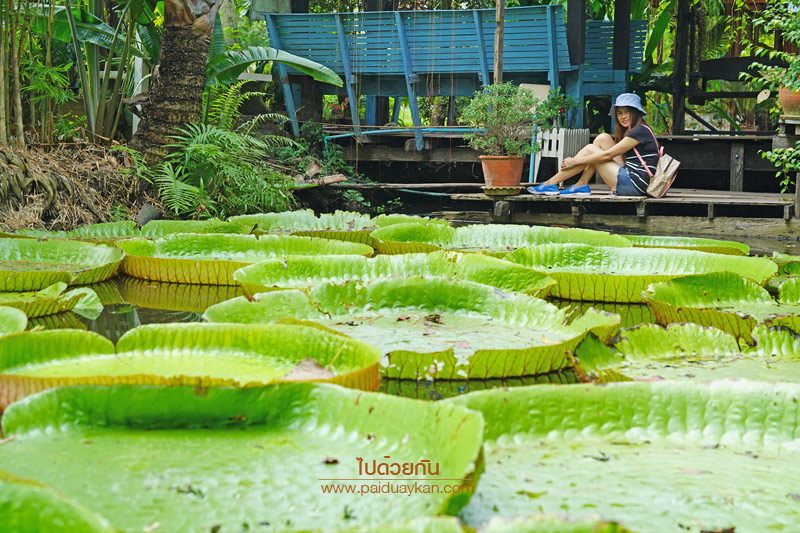 สวนมาลัยบัววิคทอเรีย บางบัวทอง 