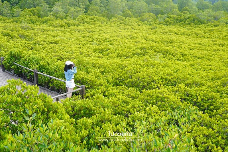 ทุ่งโปรงทอง  