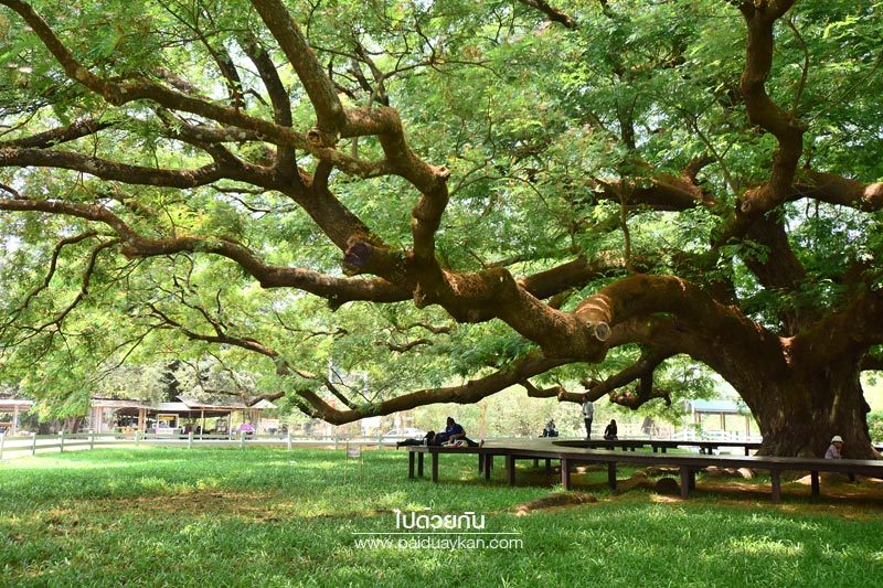 ต้นจามจุรียักษ์