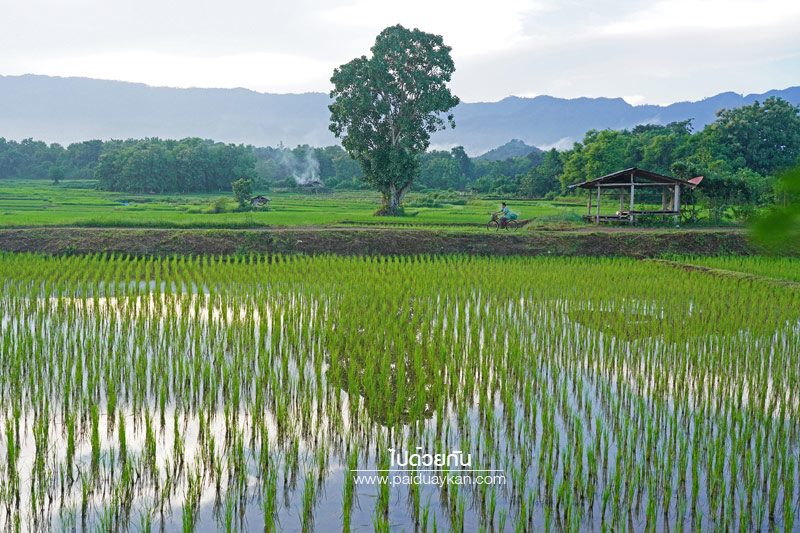 บ้านริมลองโฮมสเตย์