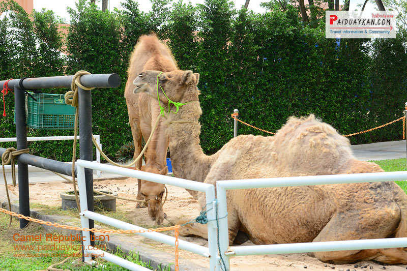 Camel Republic24
