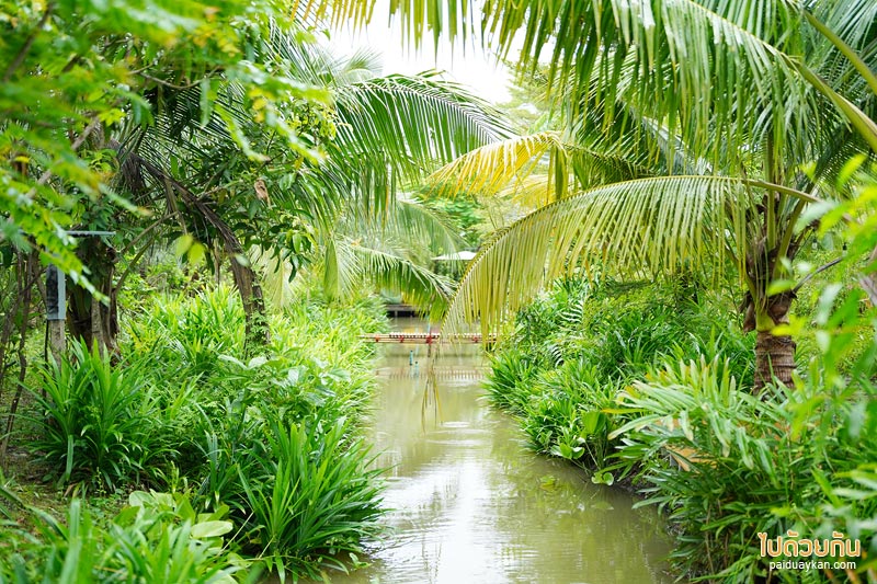 ดูคลองคาเฟ่