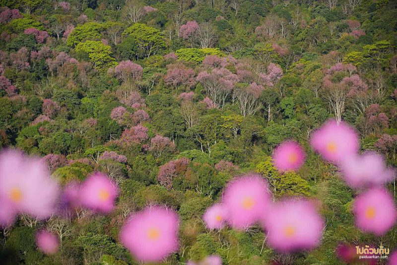 ใกล้เข้าสู่ฤดูกาลตามล่าดอกนางพญาเสือโคร่งสีชมพูแล้ว ในช่วงประมาณเดือนมกราคมของทุกปี ในเมืองไทยมีจุดให้ชมดอกนางพญาเสือโคร่งหลายแห่ง