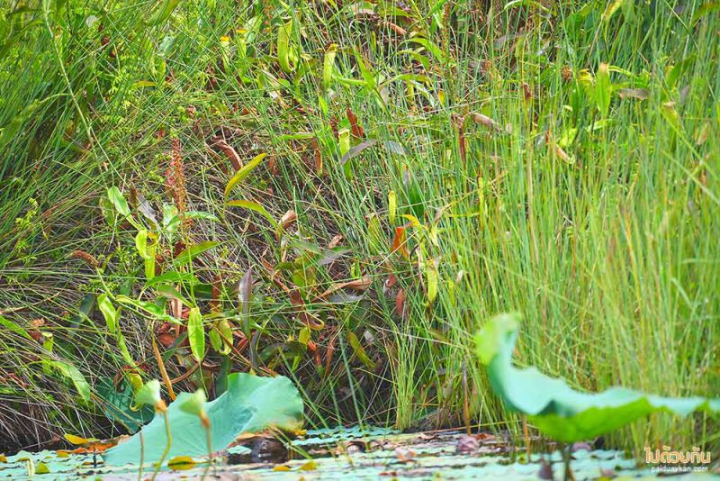 10 RAYONG BOTANIC GARDEN