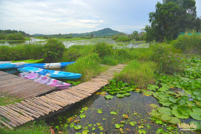 สวนพฤกษศาสตร์ระยอง