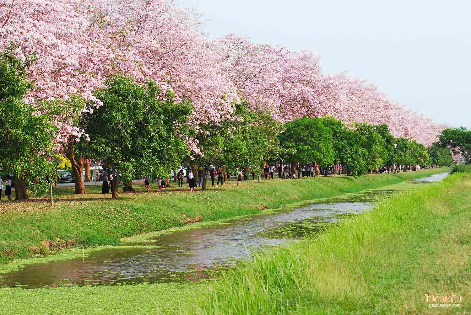 ถนนชมพูพันธุ์ทิพย์