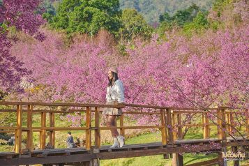 สะพานซากุระขุนวาง