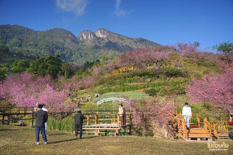 สะพานซากุระขุนวาง