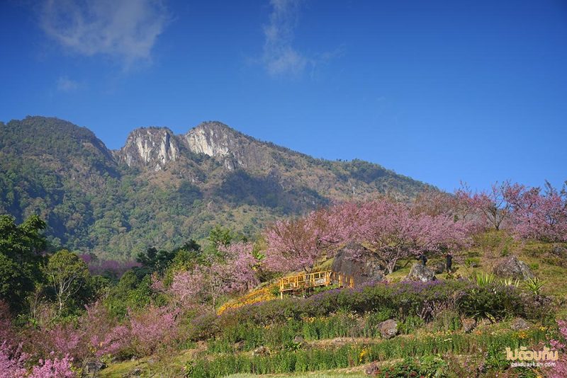 สะพานซากุระขุนวาง