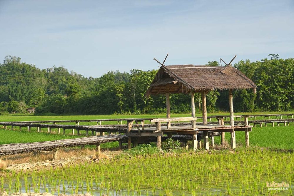 สะพานไม้ไผ่สานฝัน