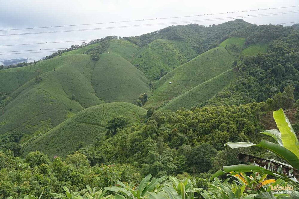 ริมสวน คาเฟ่