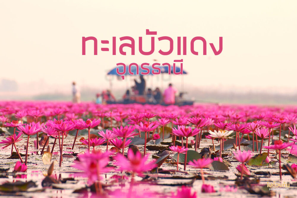 ทะเลบัวแดง อุดรธานี