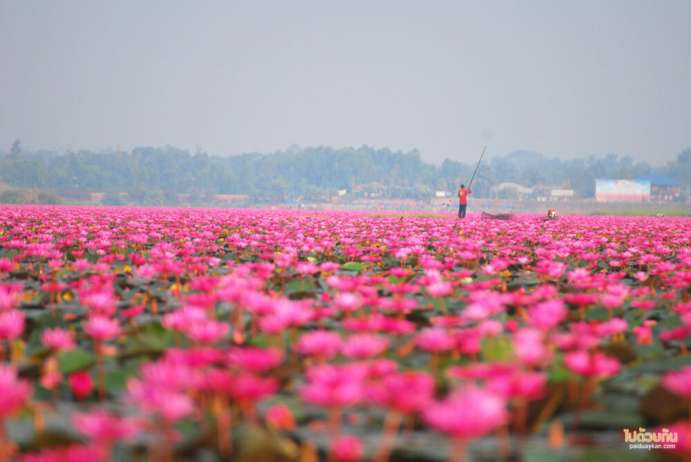 ทะเลบัวแดง อุดรธานี