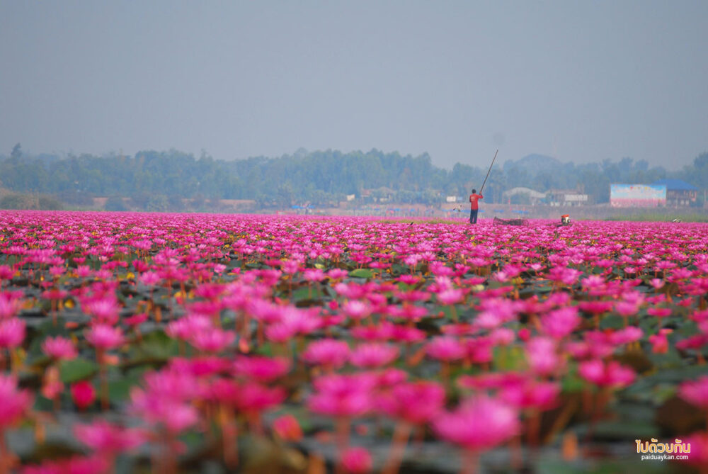ทะเลบัวแดง