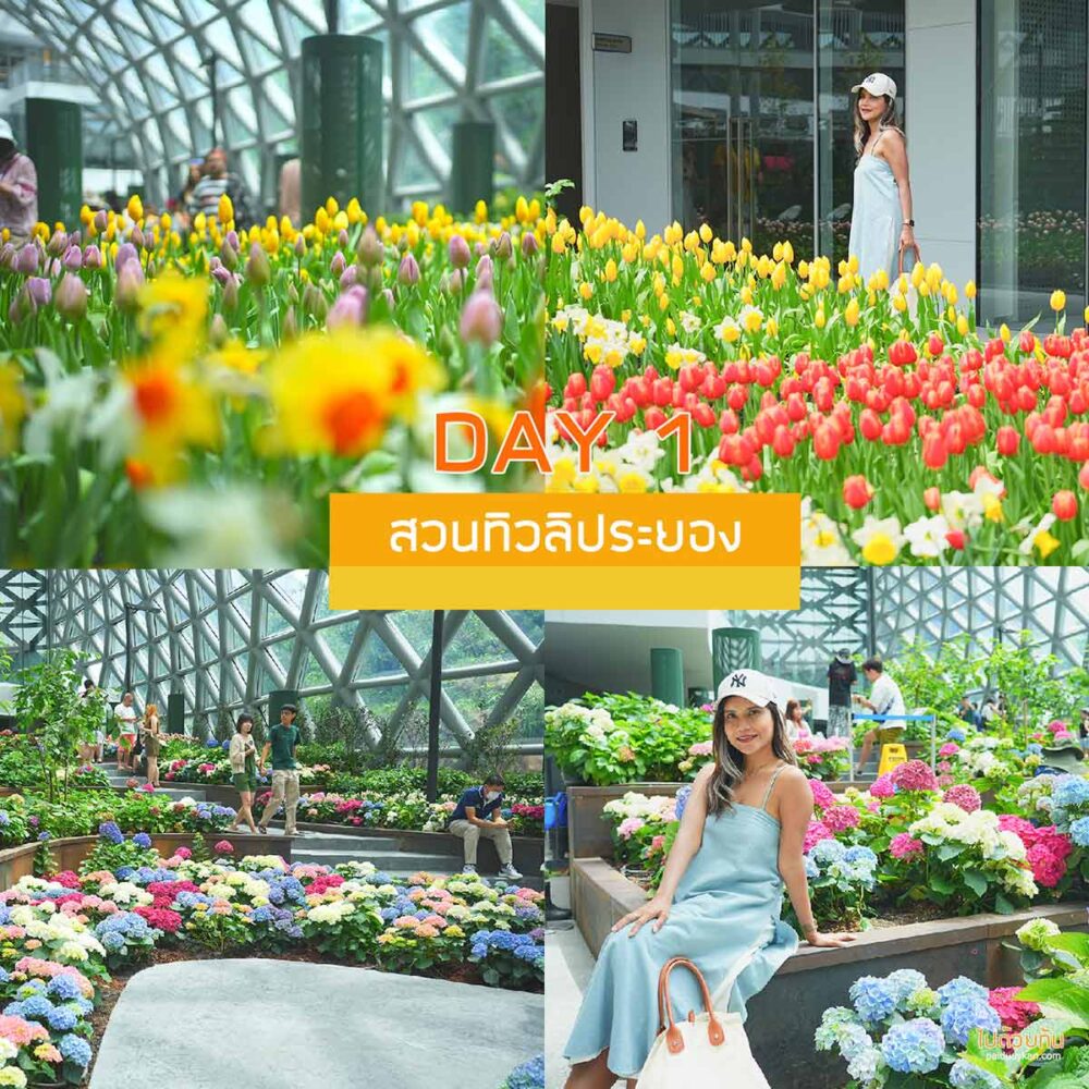 สวนทิวลิประยอง  