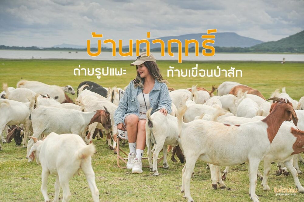 ถ่ายรูปแพะ บ้านท่าฤทธิ์